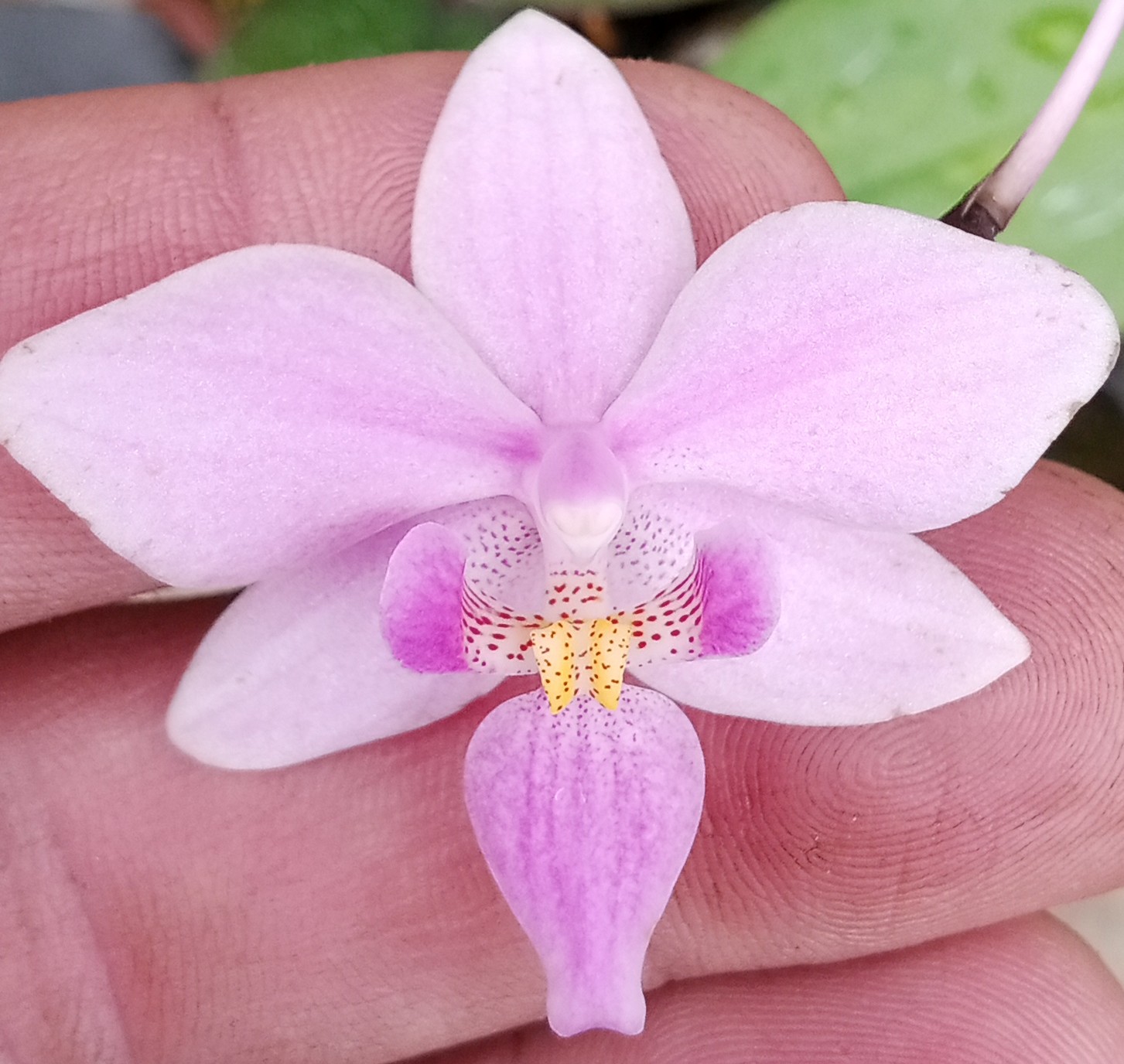 Phalaenopsis Equestres