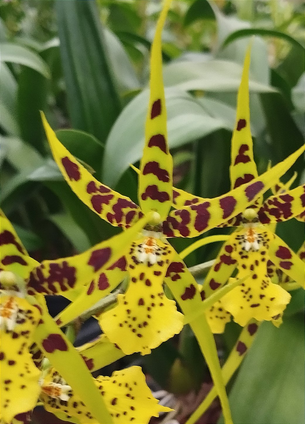 Miltassia verde