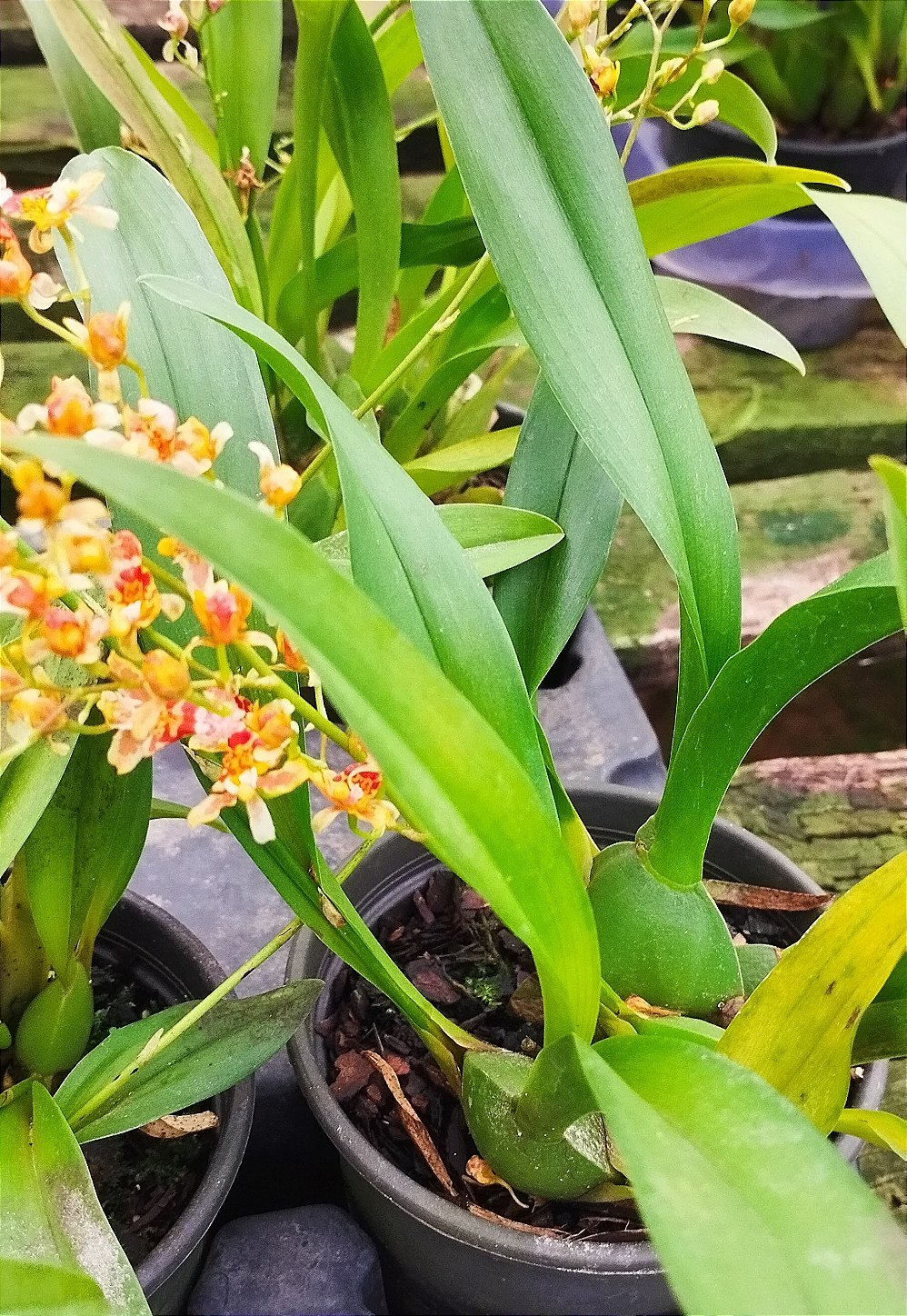 Oncidium Twinkle