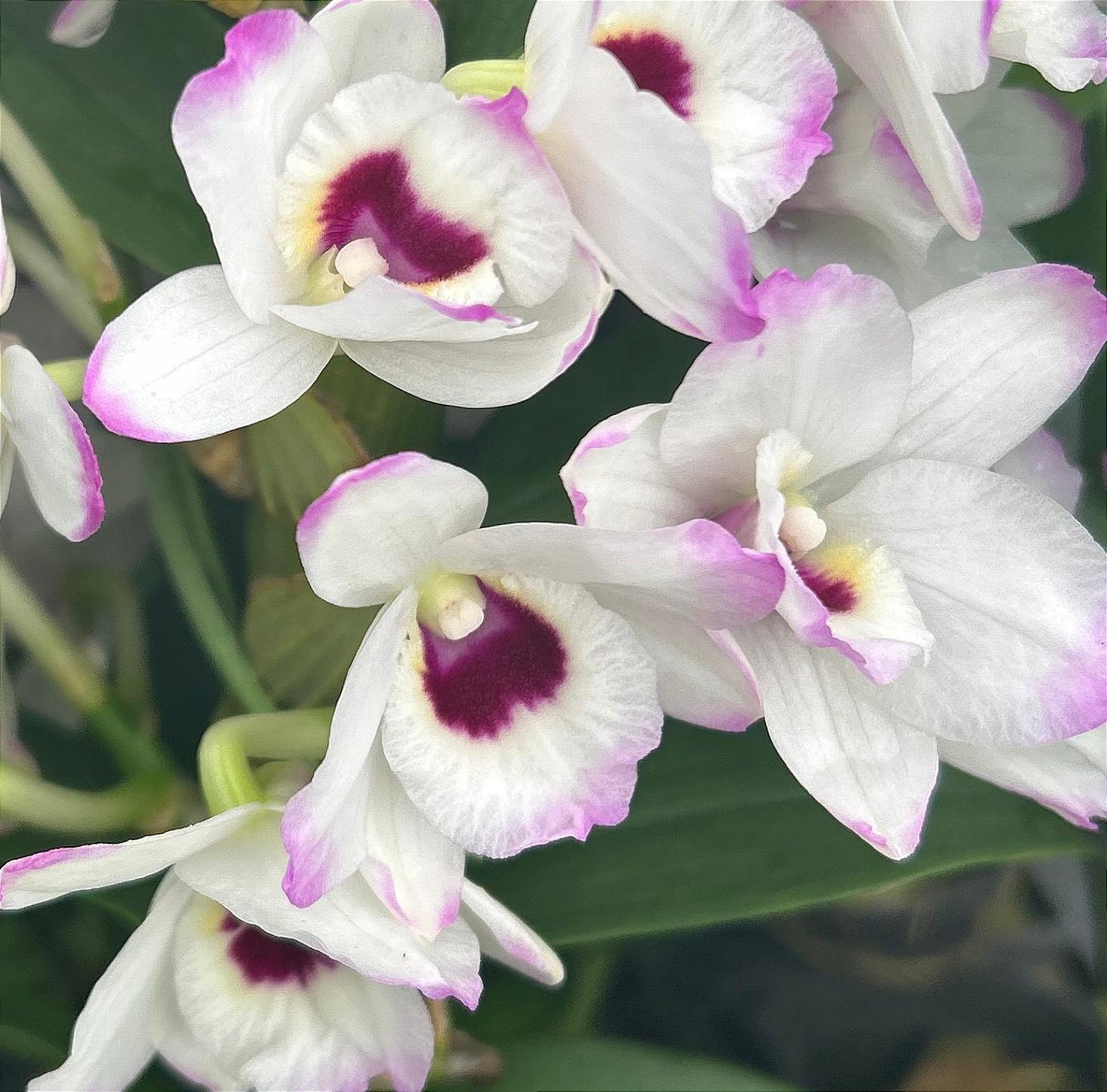Dendrobium Nobiles Branco com Rosa