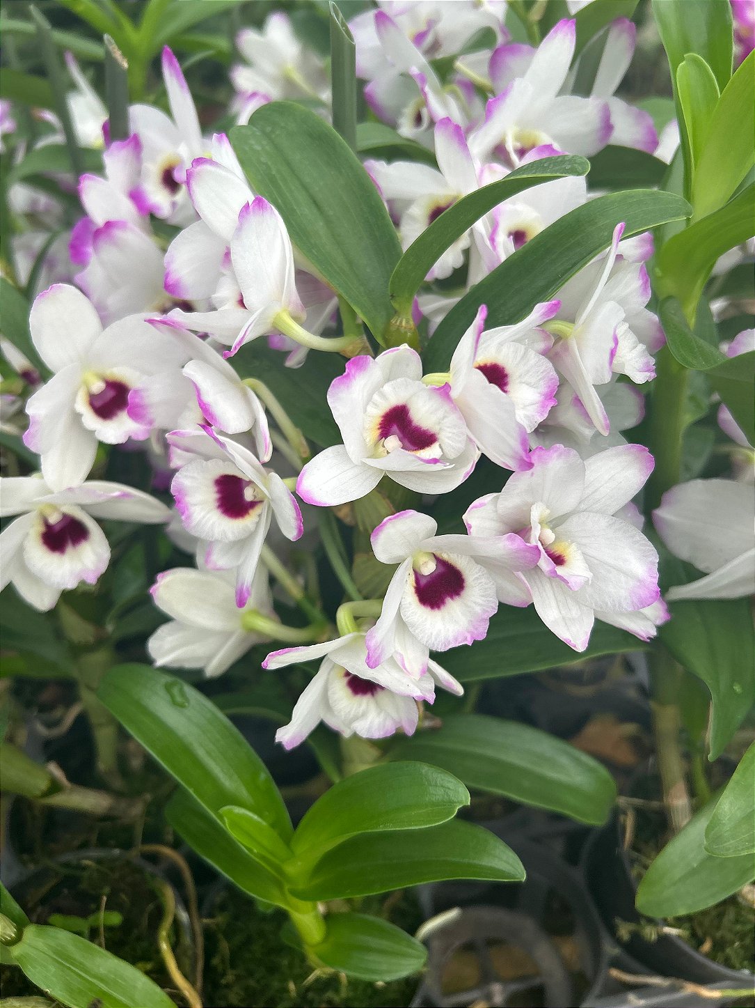 Dendrobium Nobiles Branco com Rosa