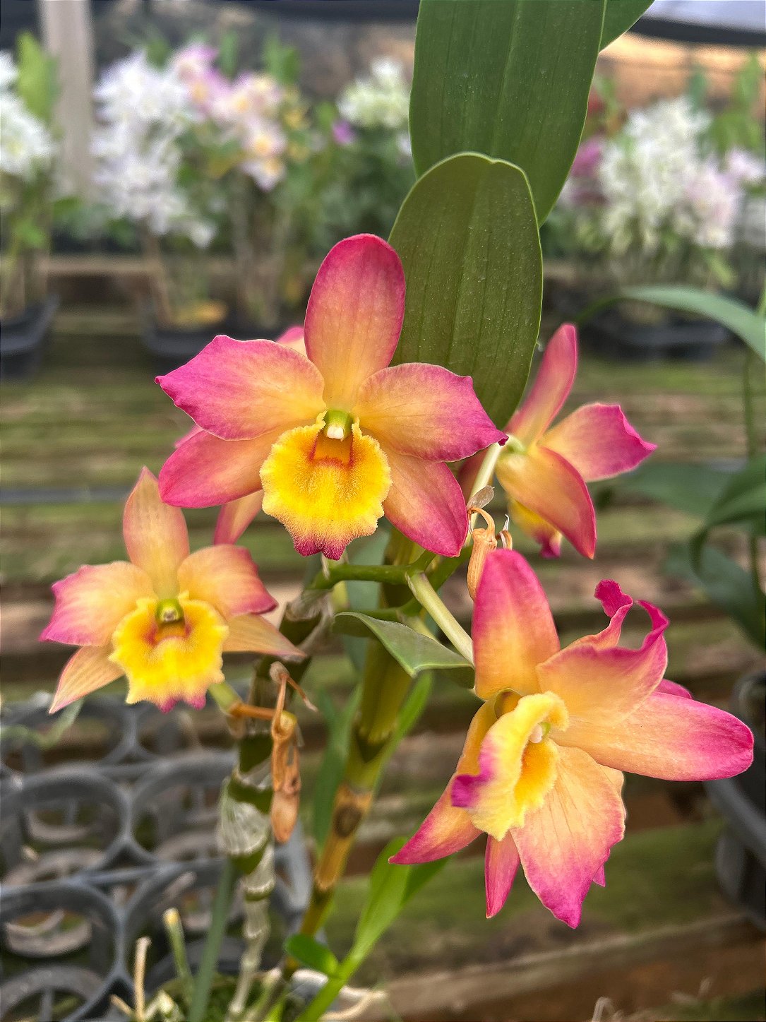Dendrobium Nobiles Laranja com Amarelo