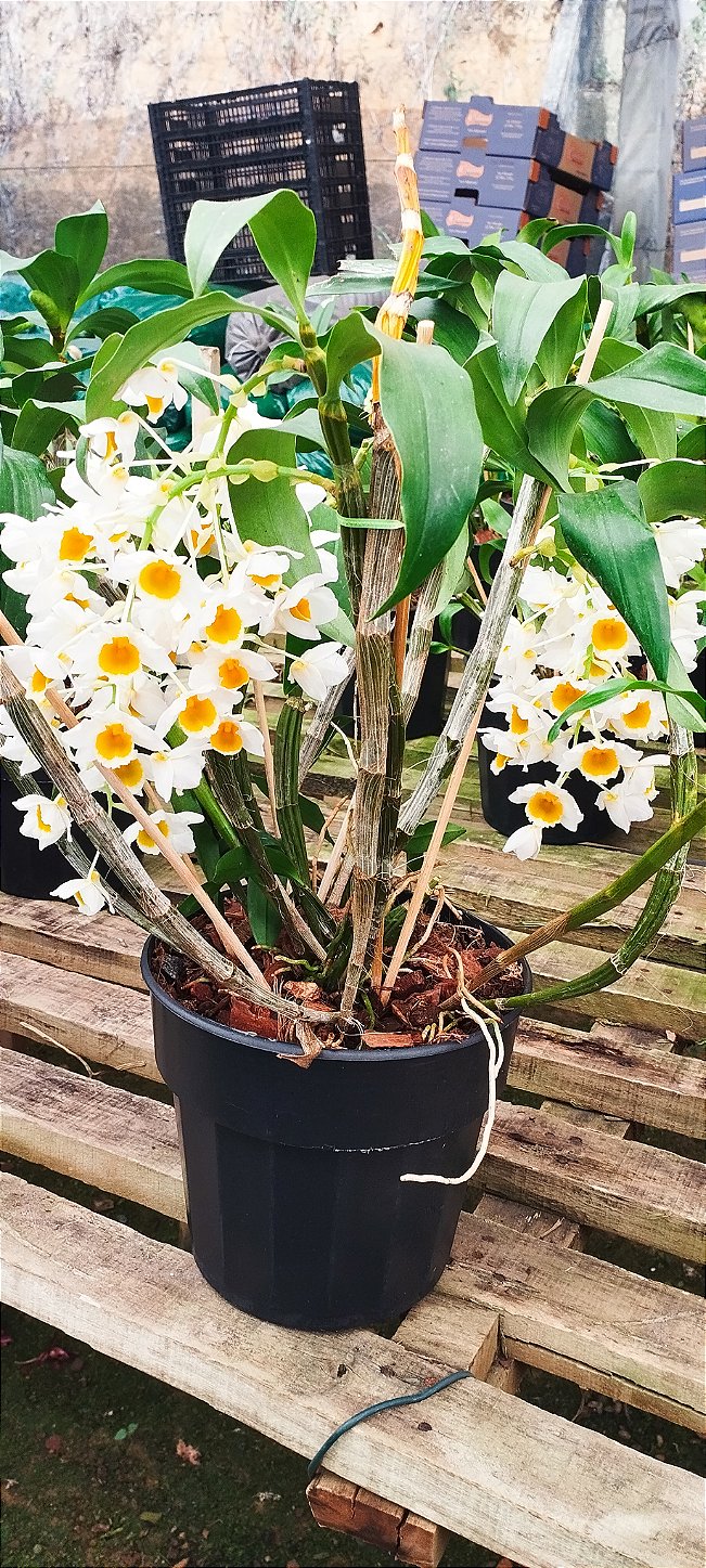 Dendrobium Thyrsiflorum x Dendrobium farmerii (Touceira)