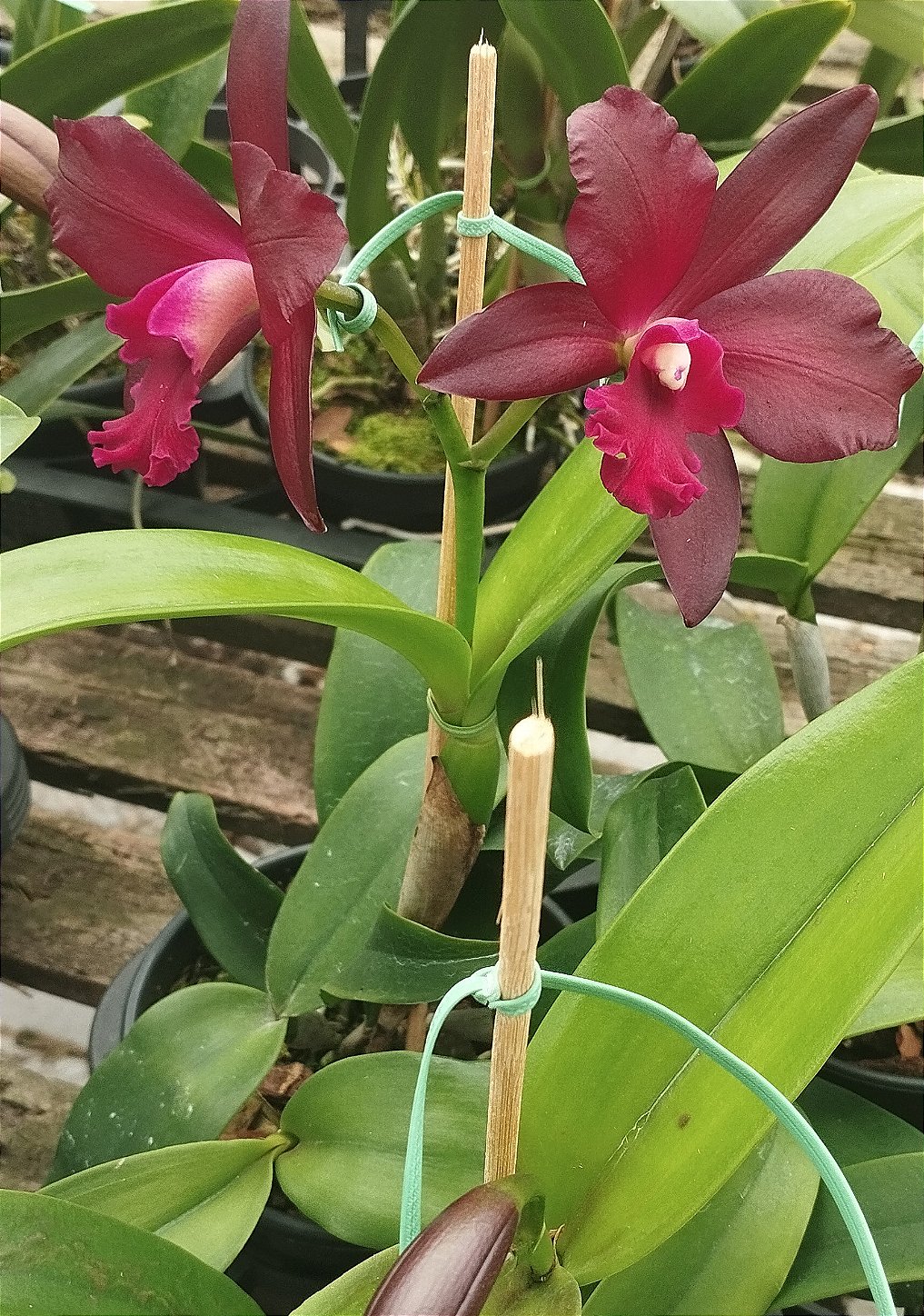 Blc. Nobiles Bruno Bruno