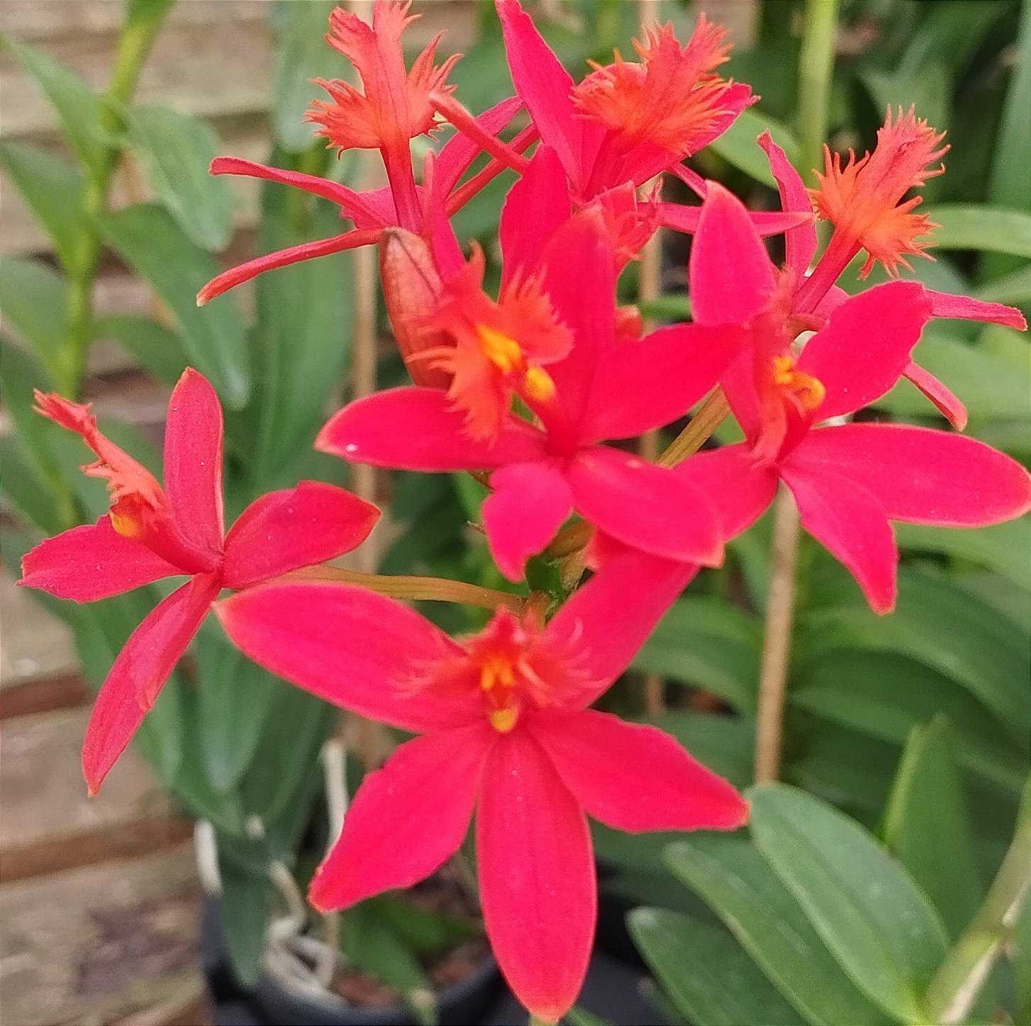 Epidendrum Vermelho (cod. 43)