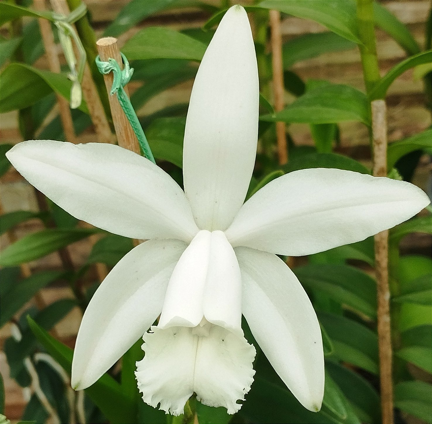 C. Intermédia Alba