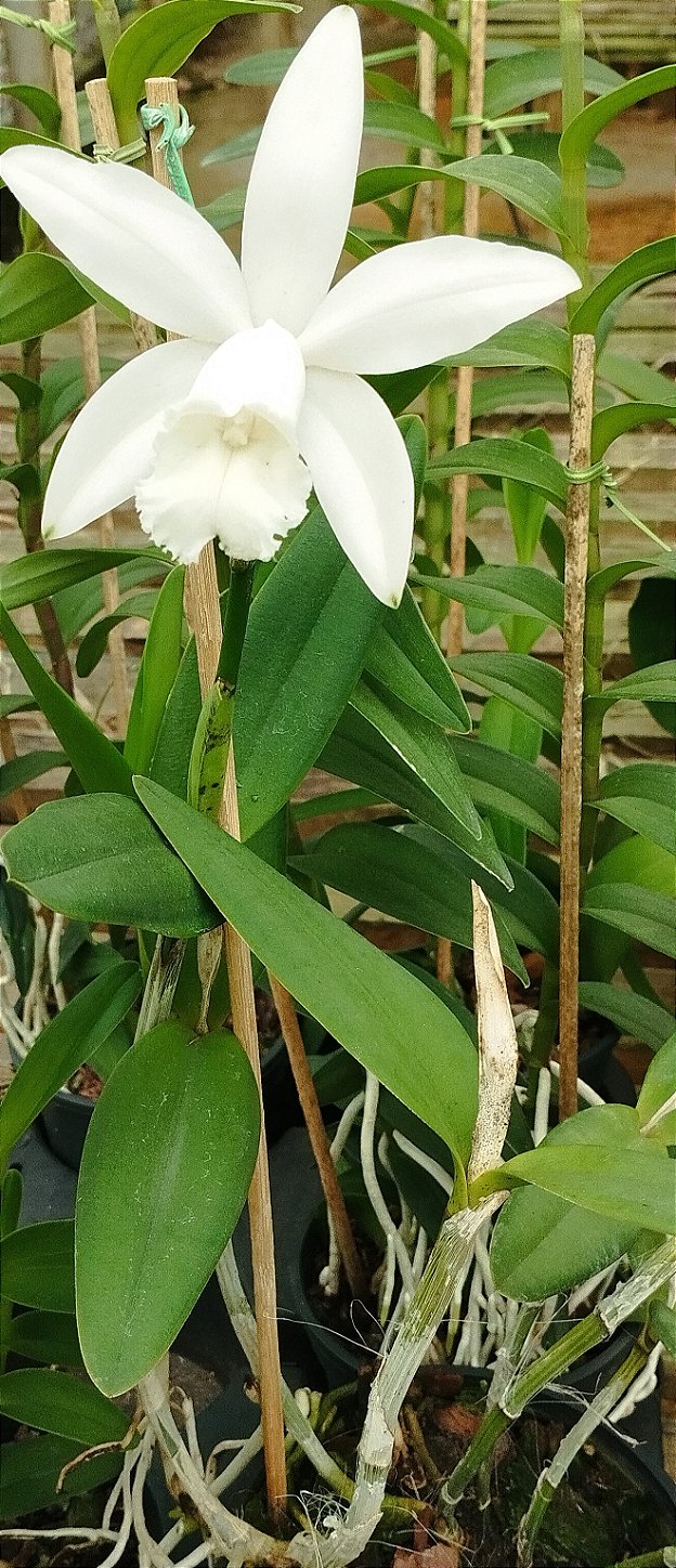 C. Intermédia Alba