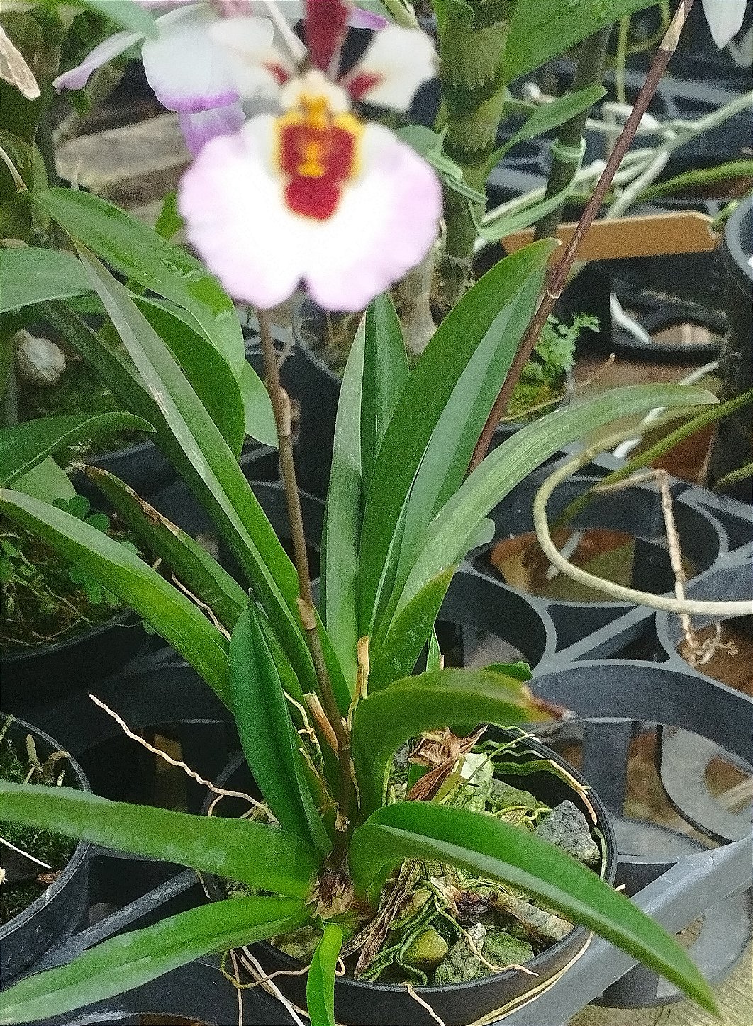 Oncidium Equitante (Tolúmia)