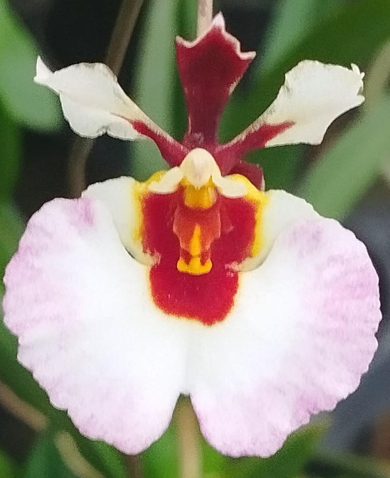 Oncidium Equitante (Tolúmia)