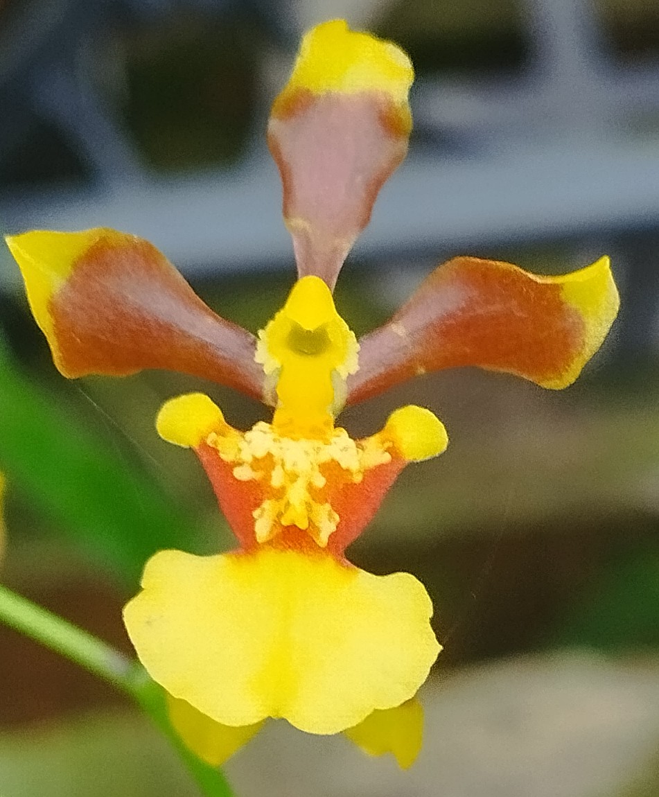 Oncidium Longipes
