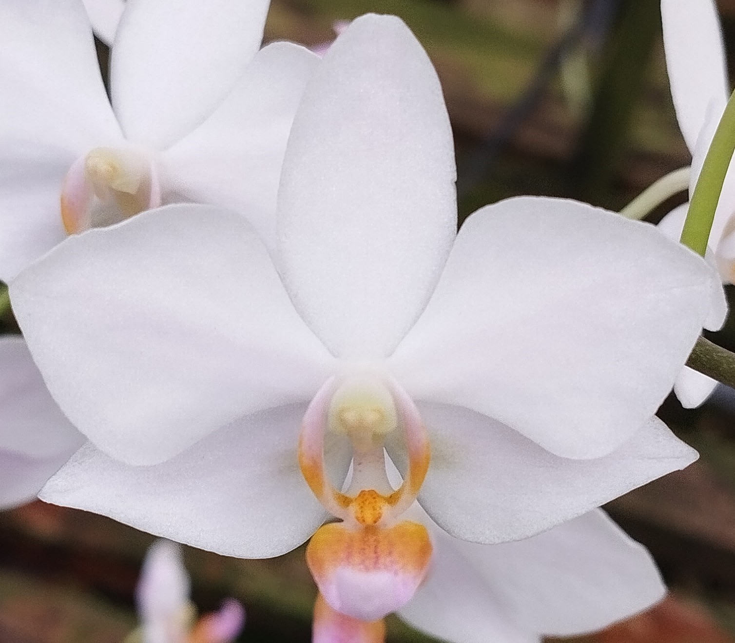 Doritaenopsis Alba