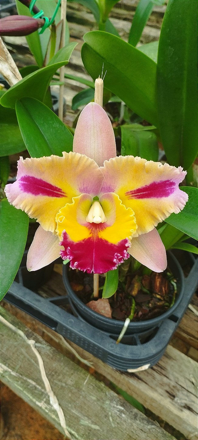 Lc. Mary's Song x Blc. Chialin New City