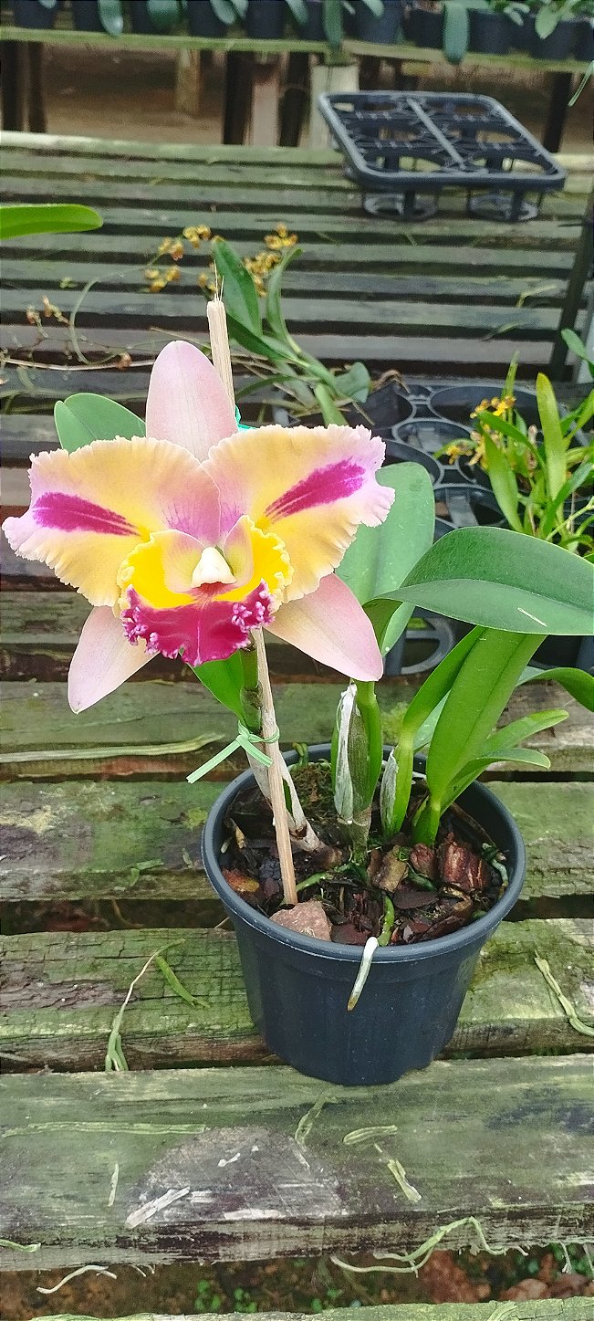 Lc. Mary's Song x Blc. Chialin New City