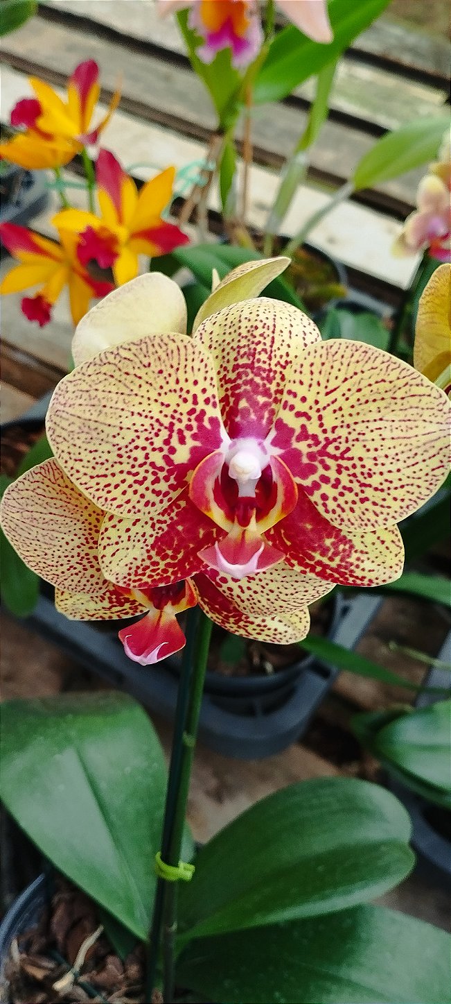 Phalaenopsis Amarela Listras Vermelhas (cod 13)