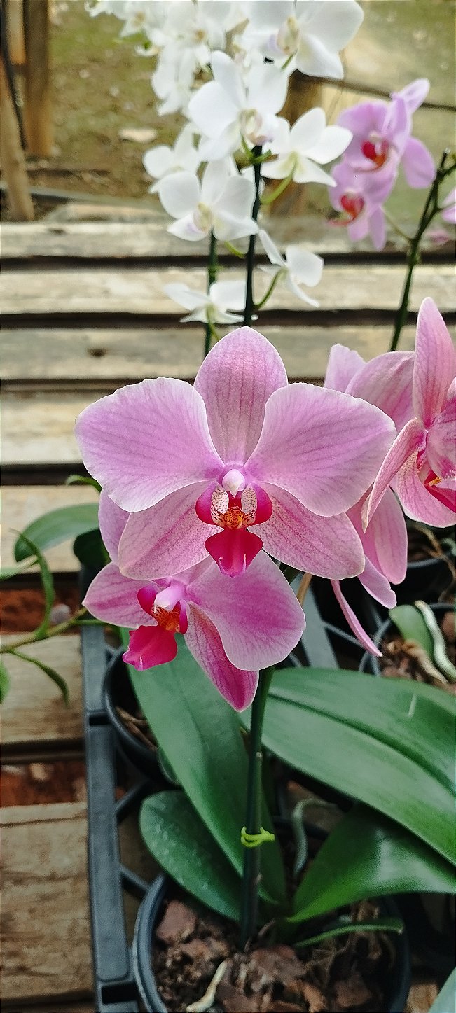 Phalaenopsis Goiaba