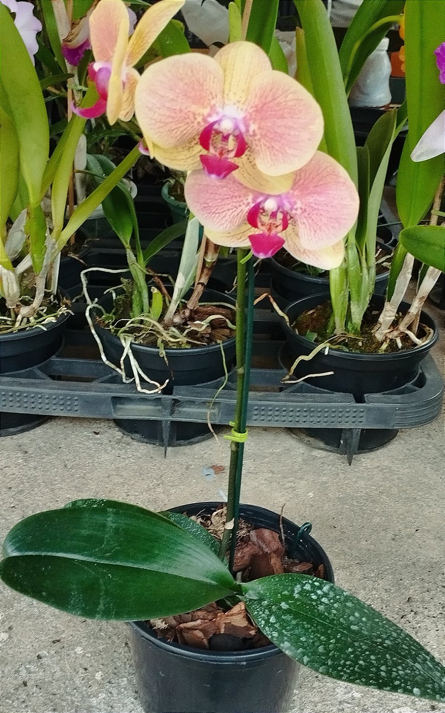 Phalaenopsis Amarela com flâmeas rosas