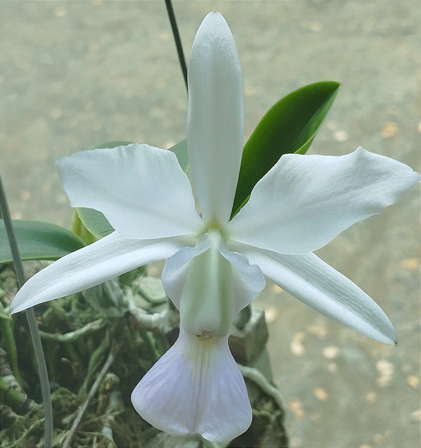 C. Walkeriana coerulea (touceira)