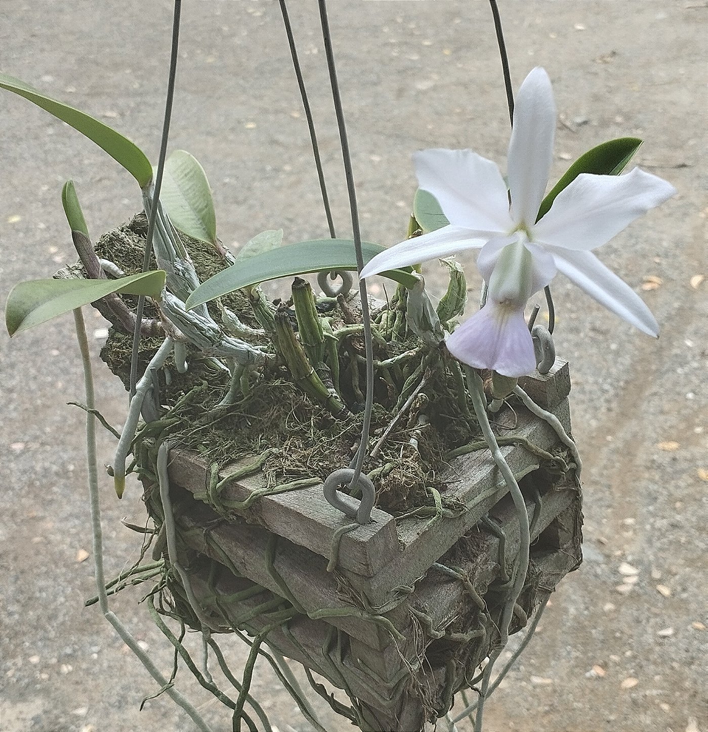 C. Walkeriana coerulea (touceira)