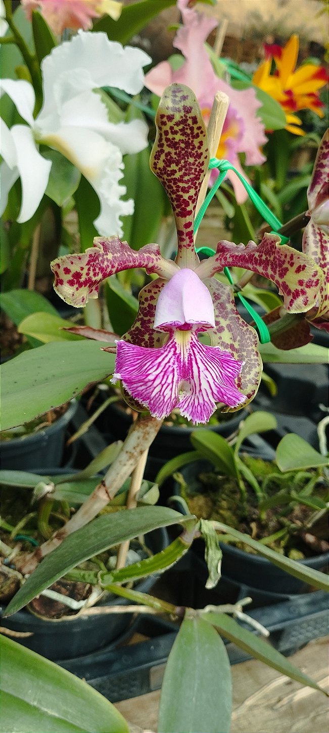C. Schilleriana tipo (1)