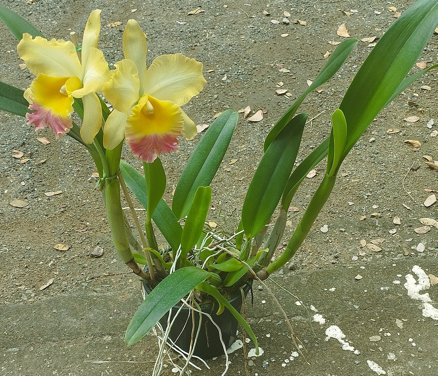 Blc. Turandot x Blc. Orange Show x Blc. Chunyeah (touceira)