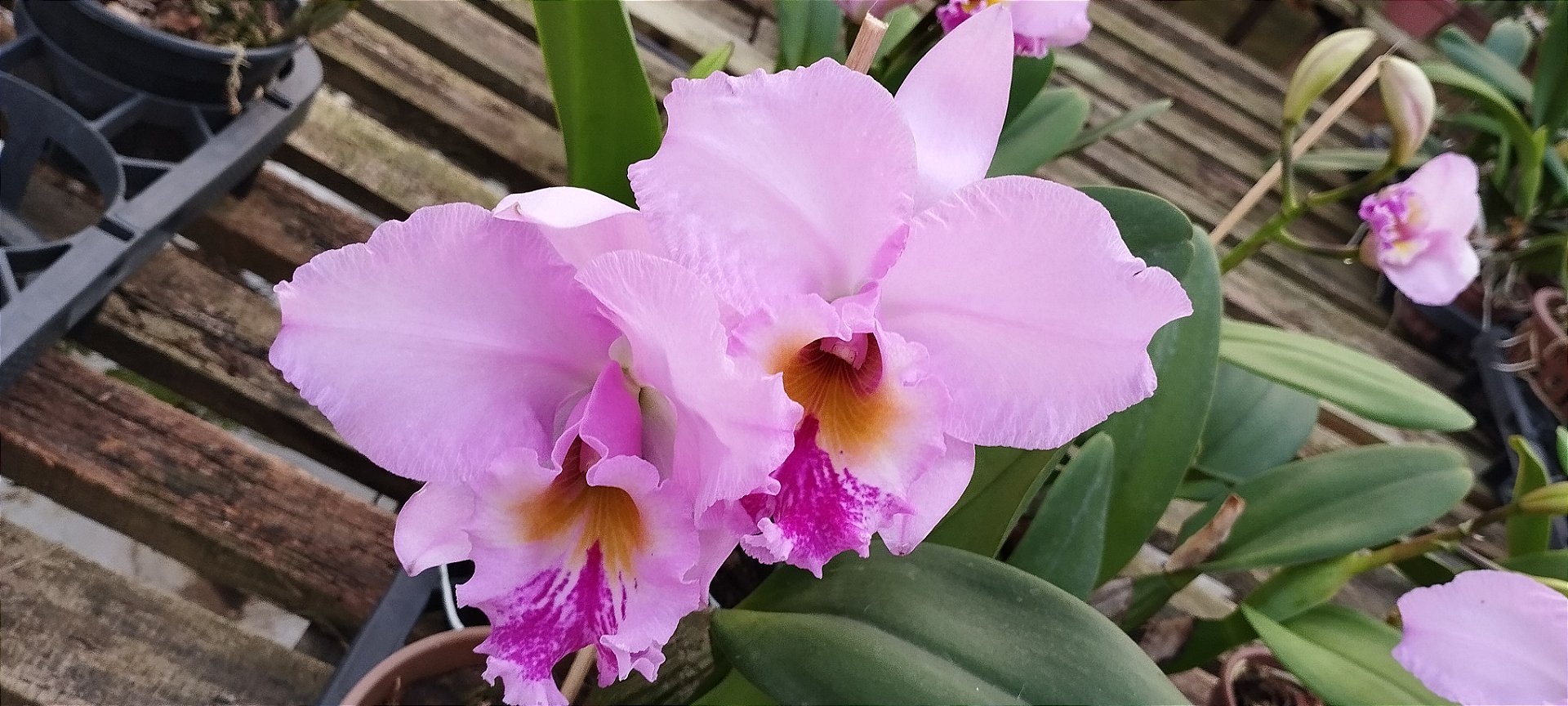Lc. Beatriz Kunning (touceira)