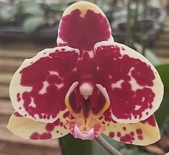 Phalaenopsis Amarela com manchas vermelhas