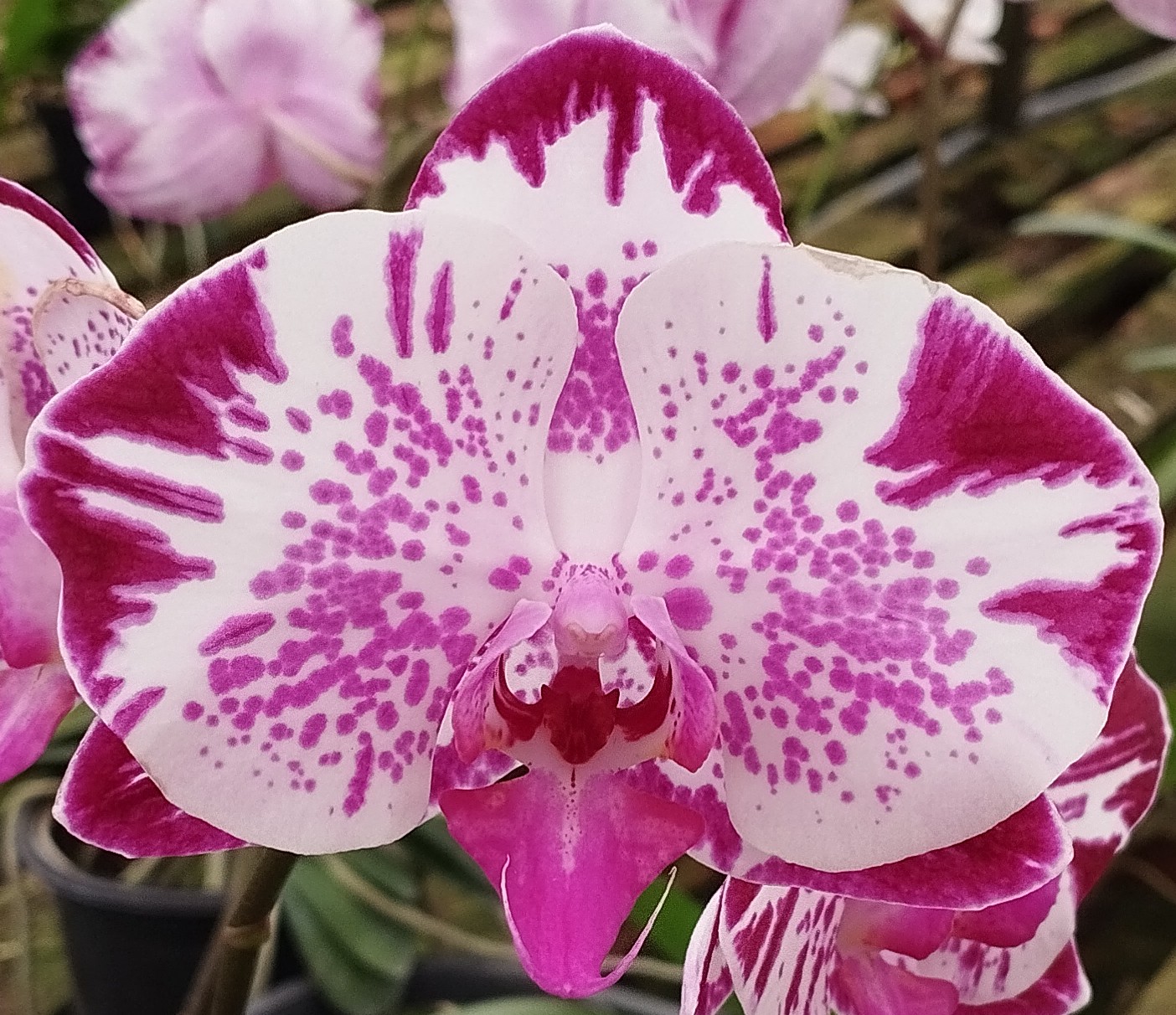 Phalaenopsis Nossa Senhora da Saúde