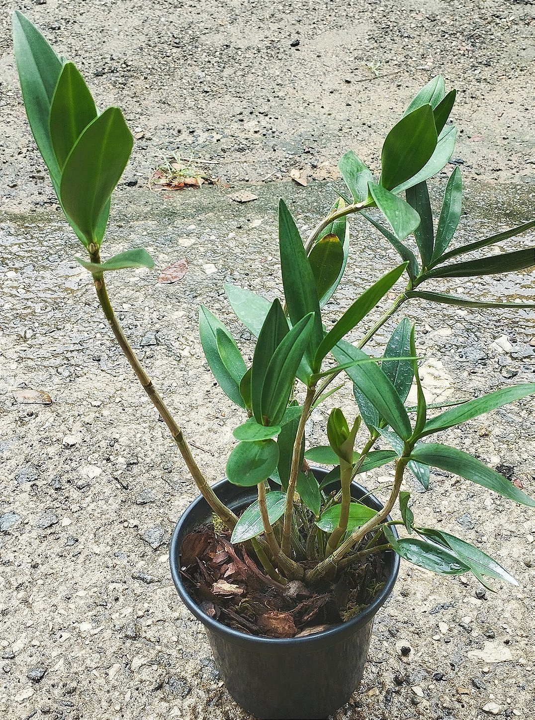 Dendrobium Kingianum