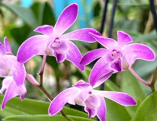 Dendrobium Kingianum