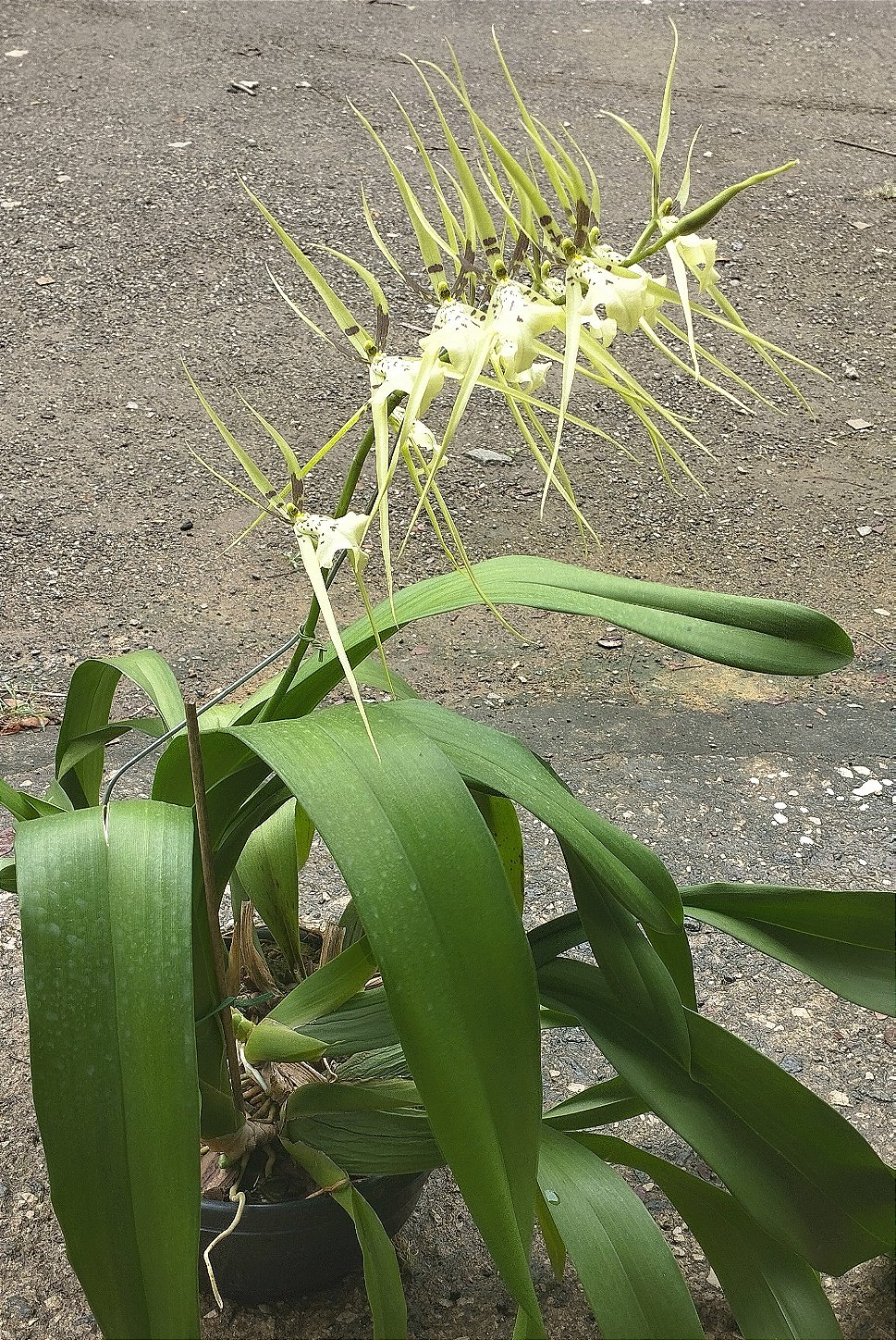 Brássia Rex (touceira)