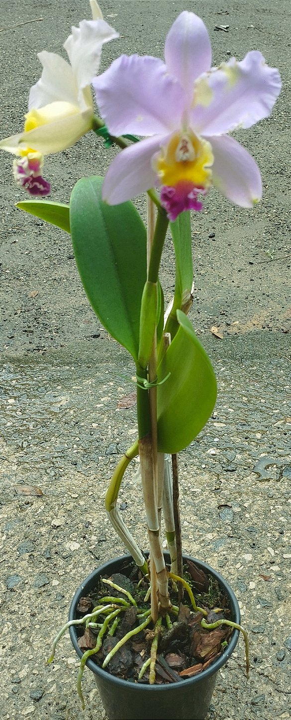 Lc. Tropical Trick x C. Loddigesii tipo