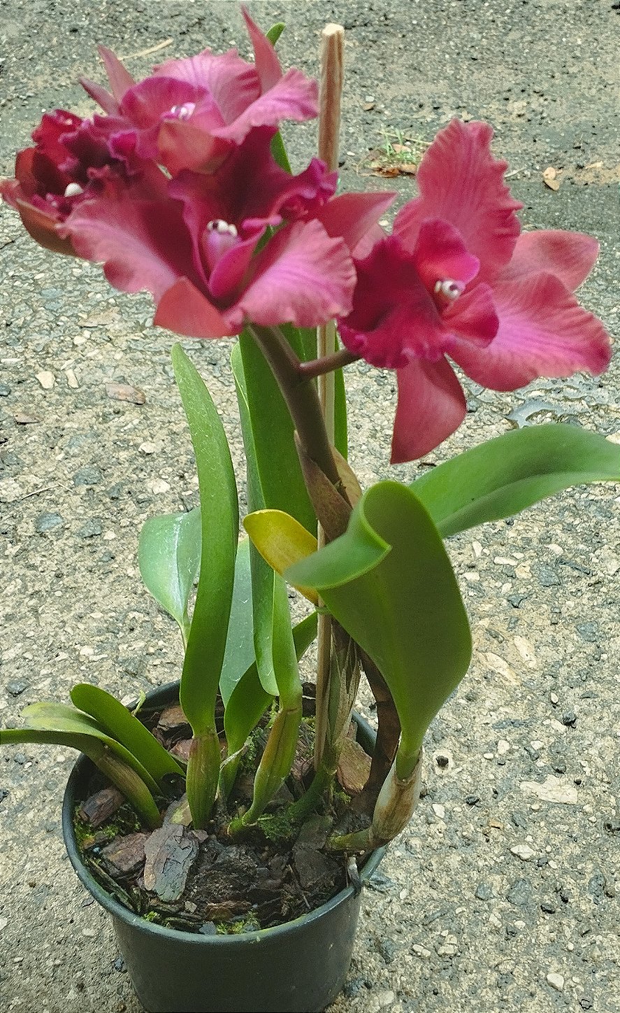 Blc. Ocoset Dark Queen