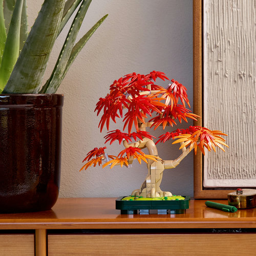 10348 Bonsai de Bordo-japonês Vermelho