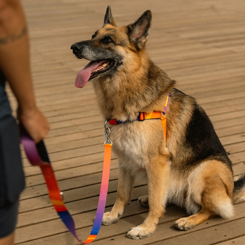 Coleira Peitoral Anti Puxao Cachorro Cachorreiros