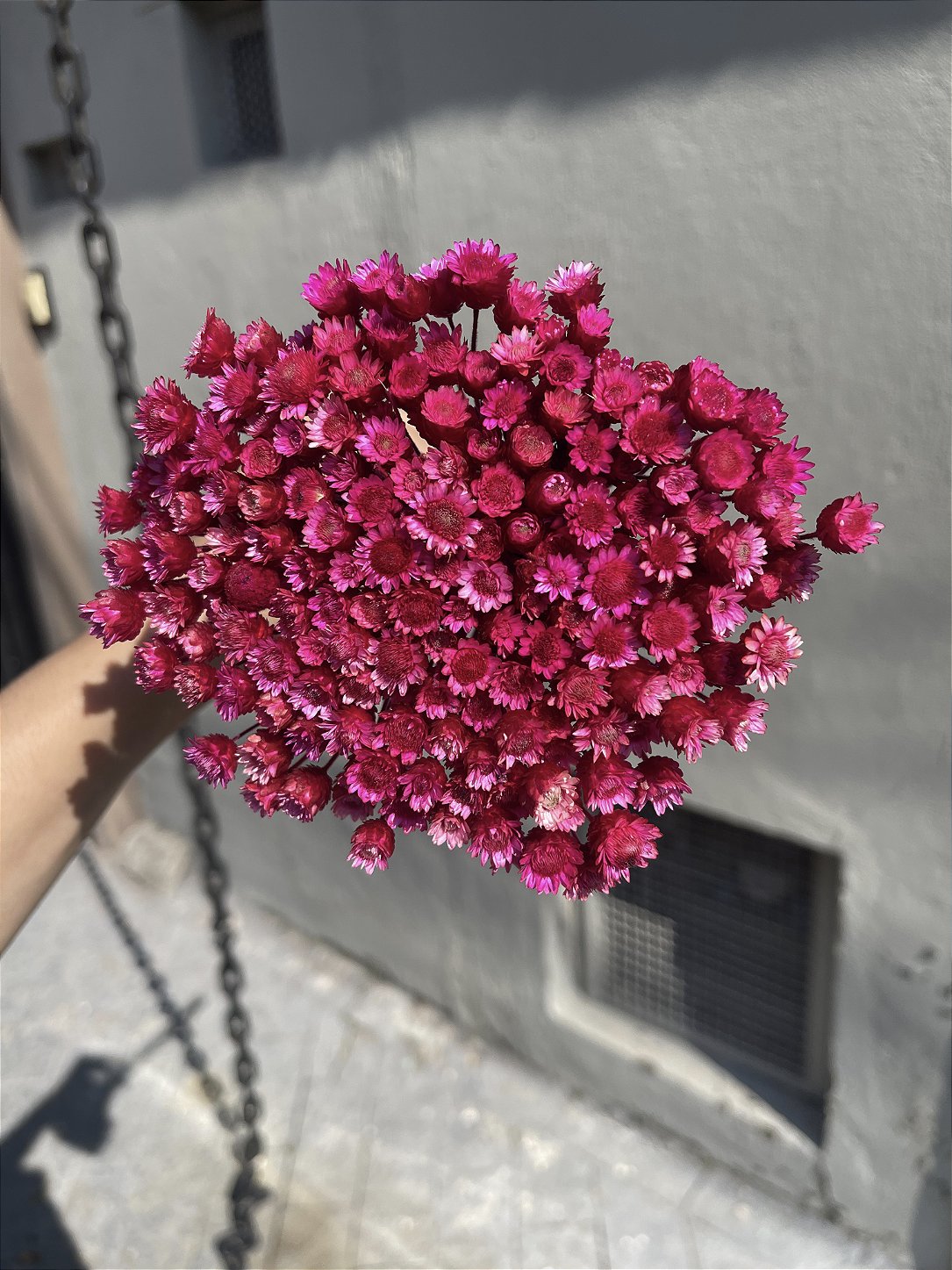 Sempre Viva Rosa-Pink Desidratada - 200 Unidades