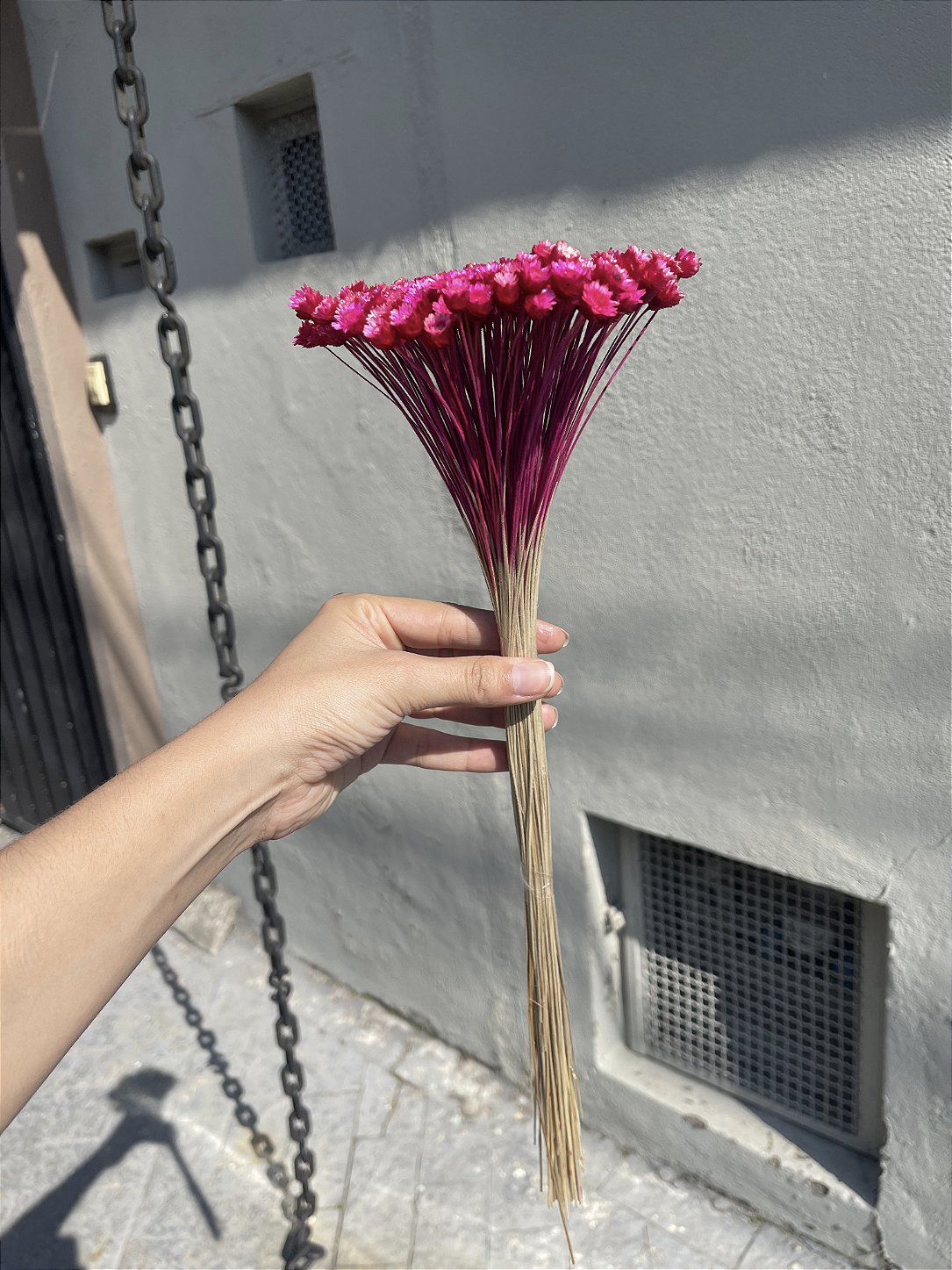 Sempre Viva Rosa-Pink Desidratada - 200 Unidades