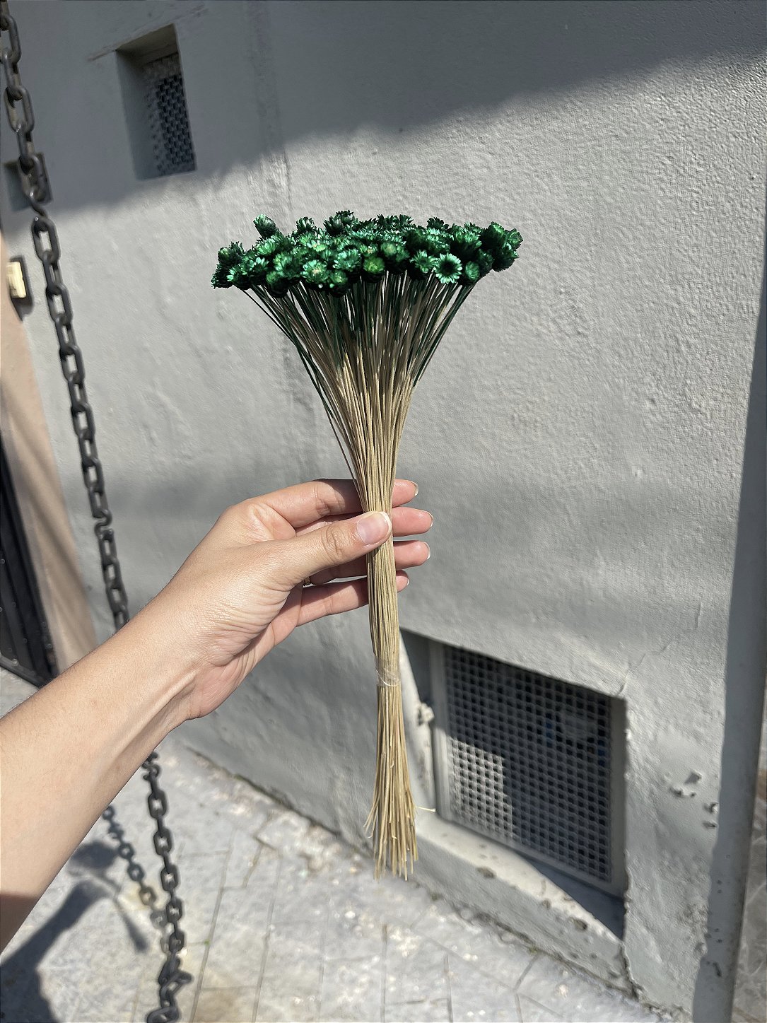 Sempre Viva Verde Desidratada - 200 Unidades
