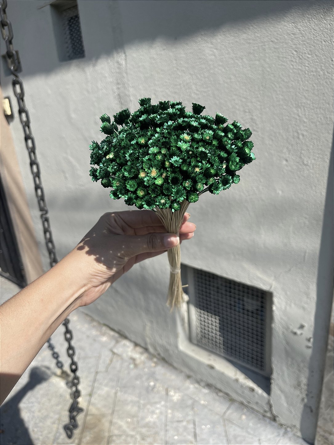 Sempre Viva Verde Desidratada - 200 Unidades