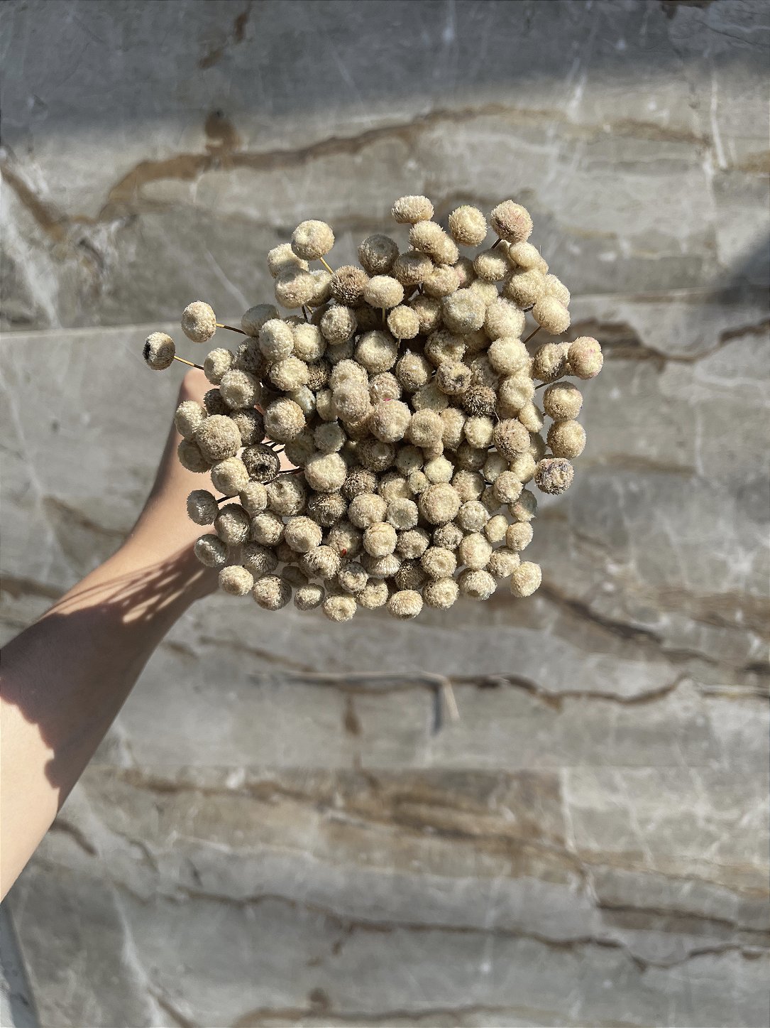 Botão Natural Desidratado - 200 Unidades