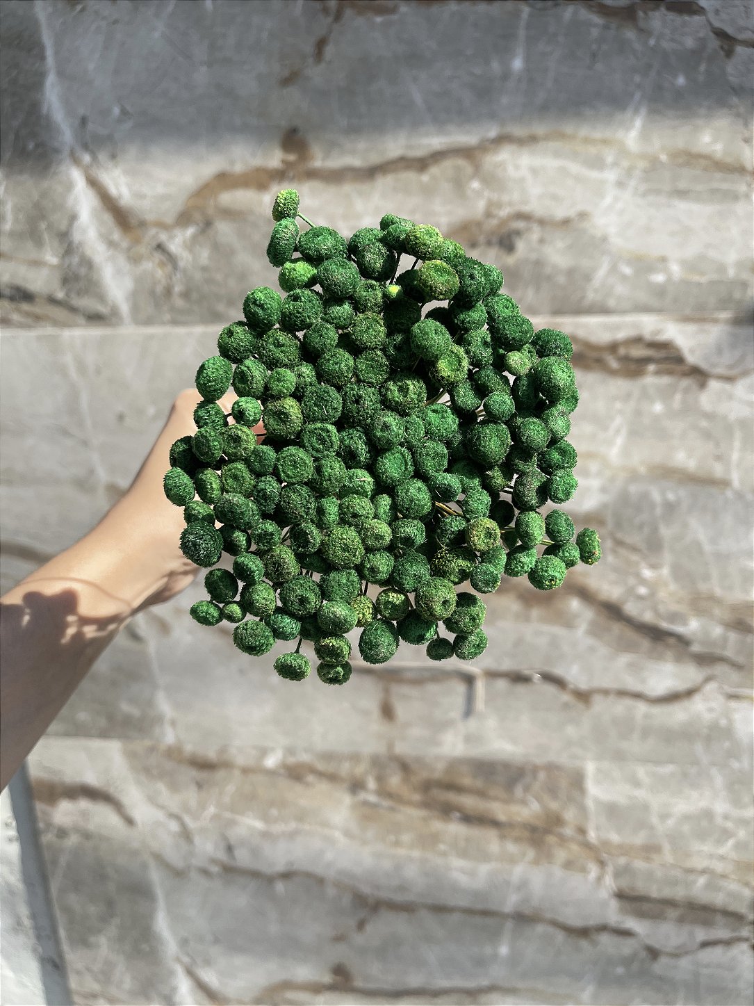 Botão Verde Desidratado - 200 Unidades