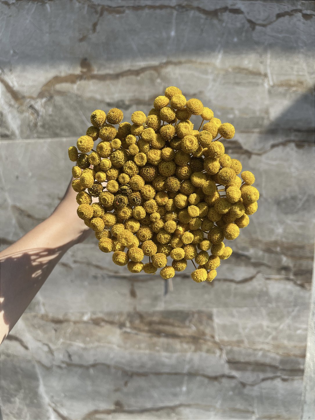 Botão Amarelo Desidratado - 200 Unidades