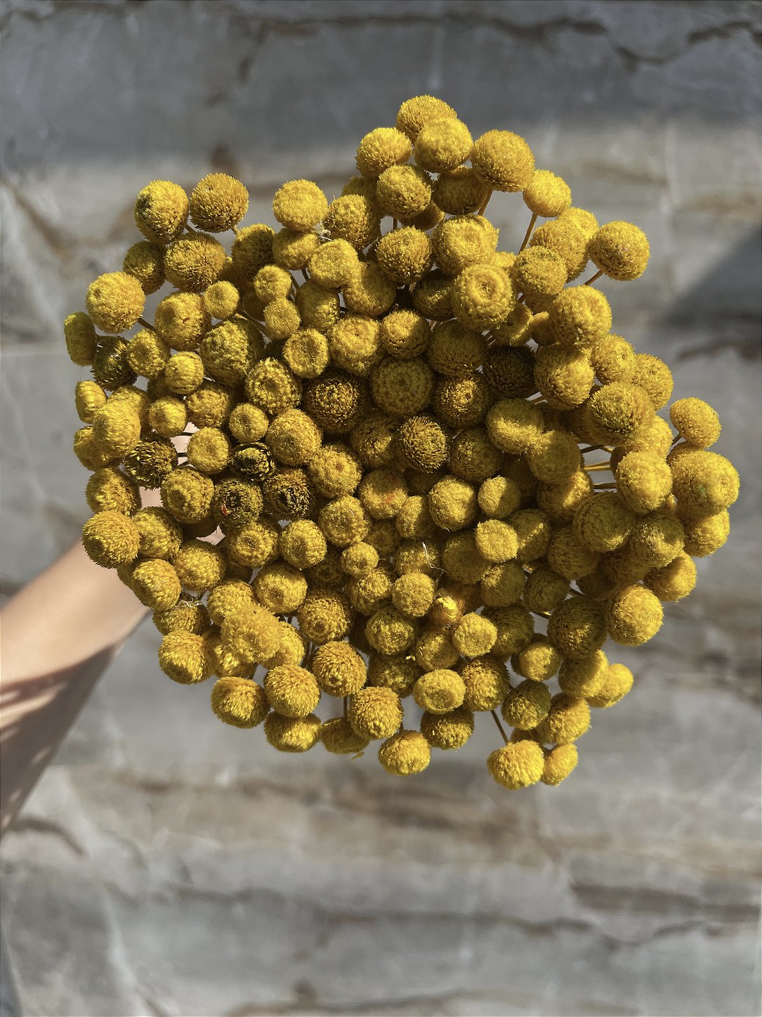 Botão Amarelo Desidratado - 200 Unidades
