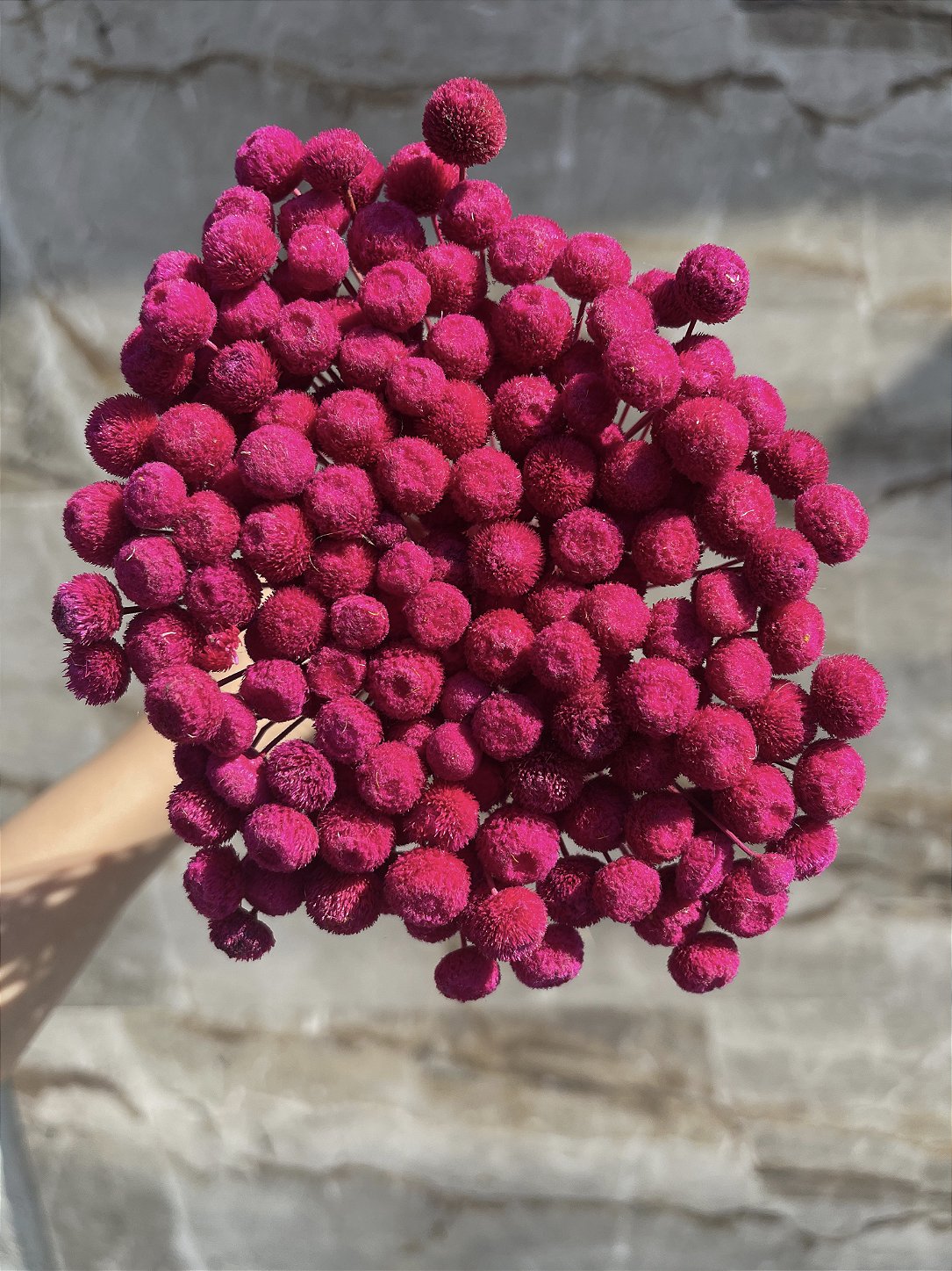 Botão Rosa-Pink Desidratado - 200 Unidades