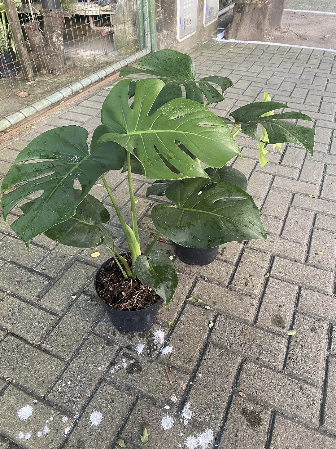 Costela de Adão P20 - Planta Tropical e Sofisticada