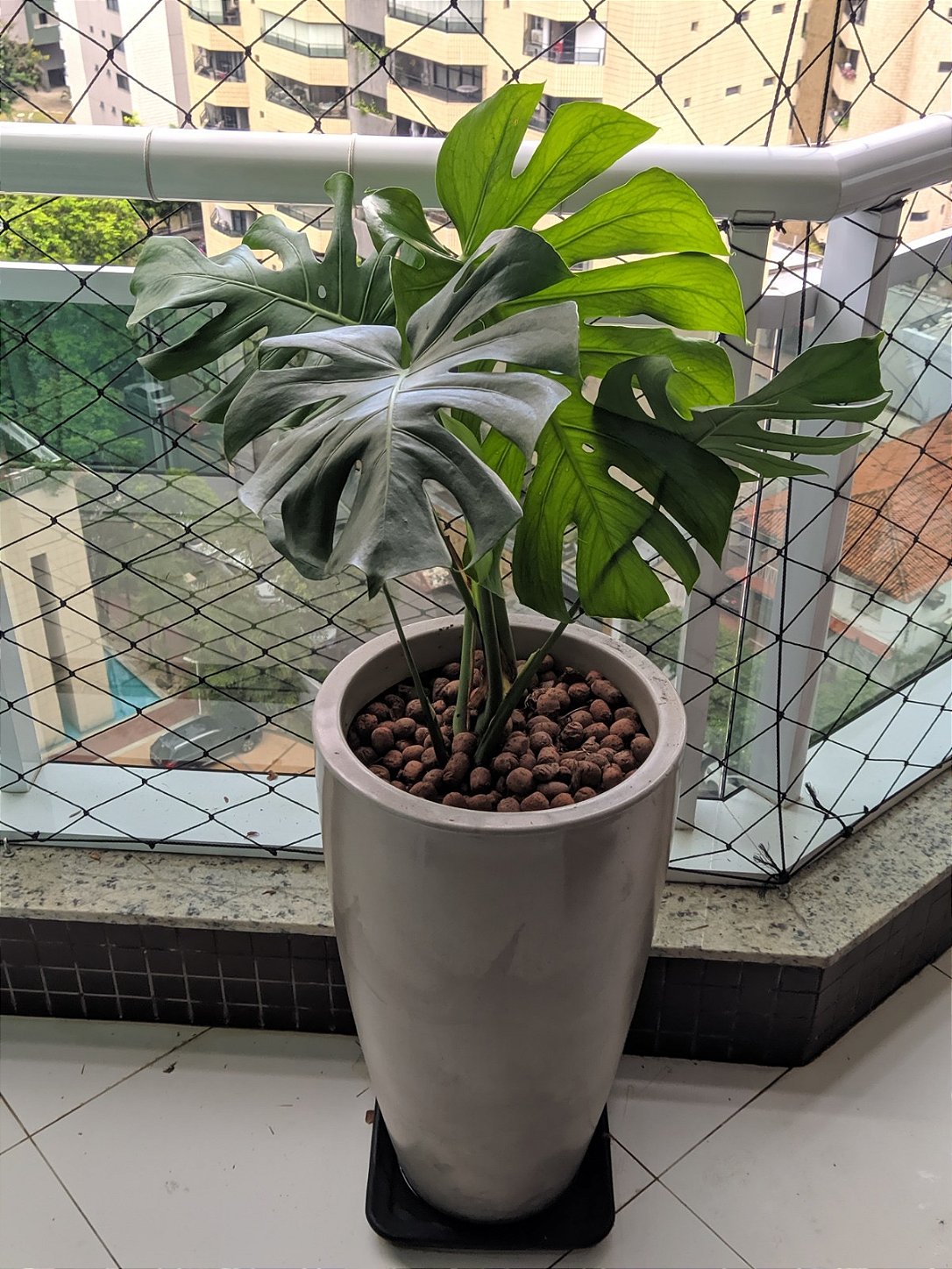 Costela de Adão P20 - Planta Tropical e Sofisticada