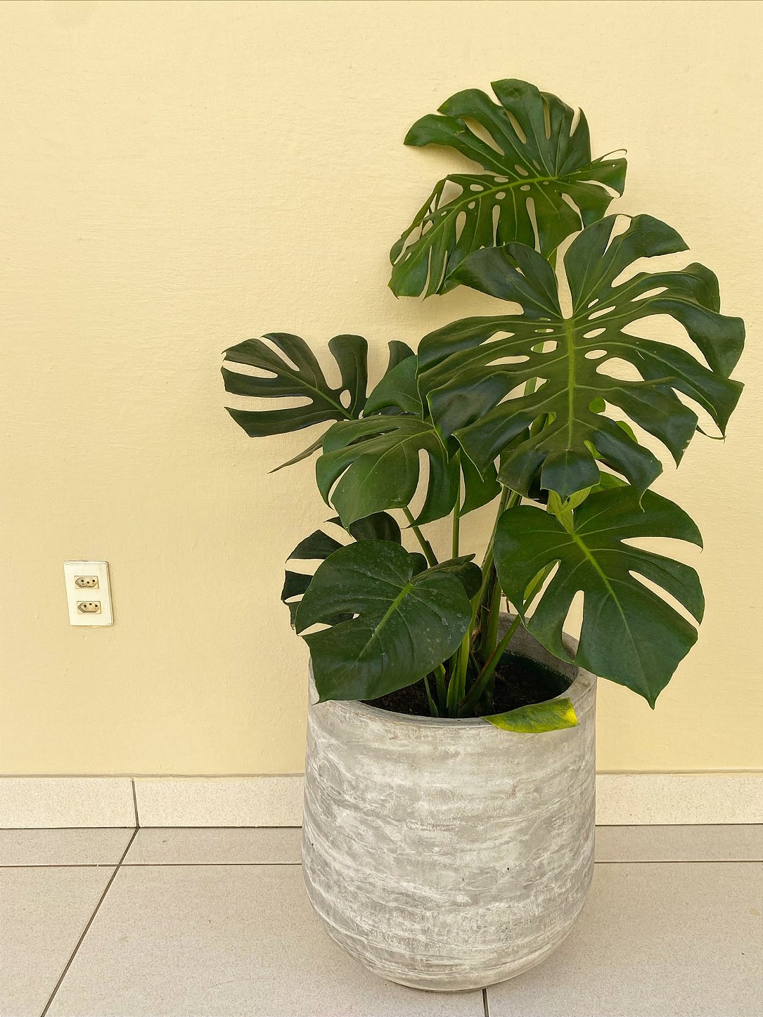 Costela de Adão P20 - Planta Tropical e Sofisticada