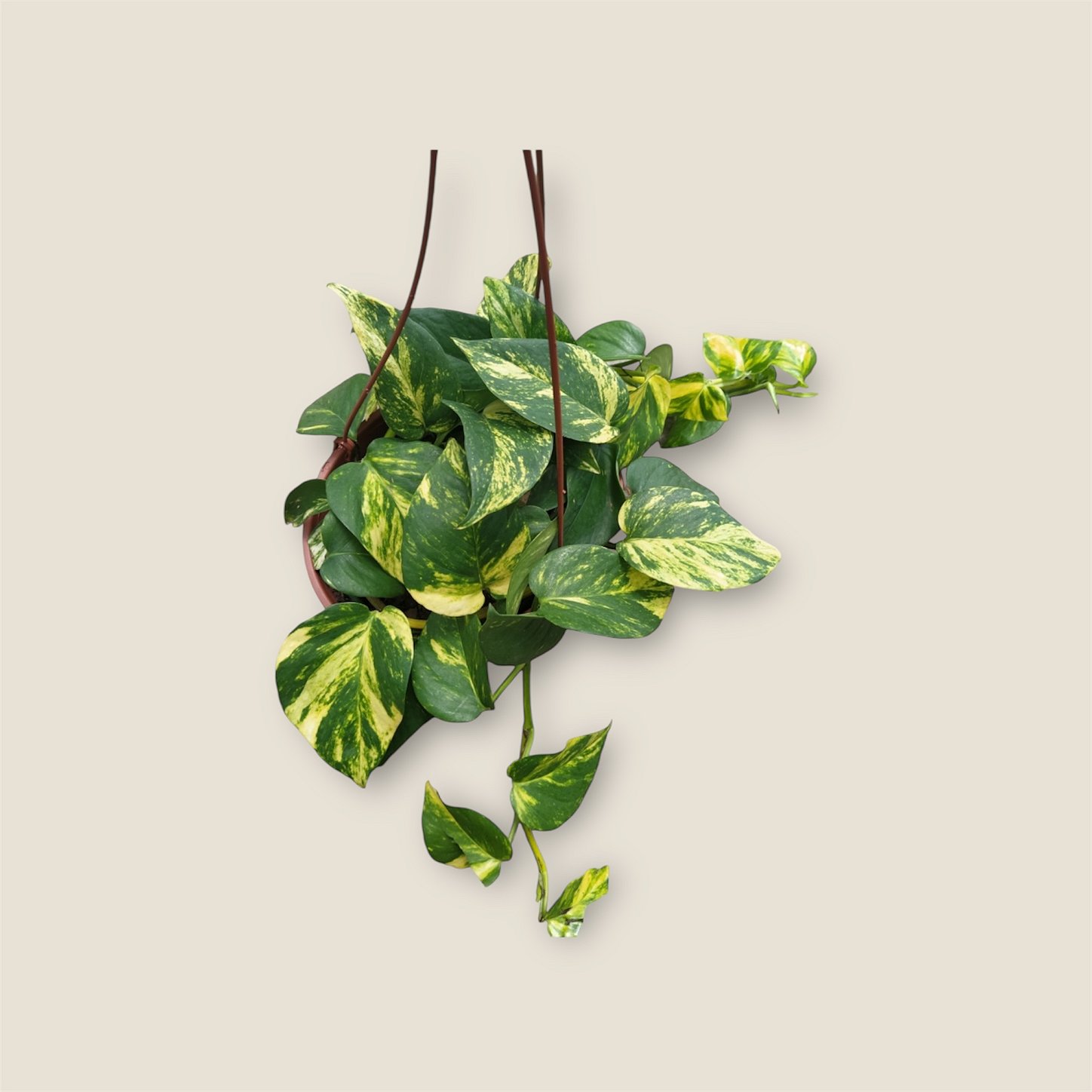 Cesta de Jiboia verde tradicional C21