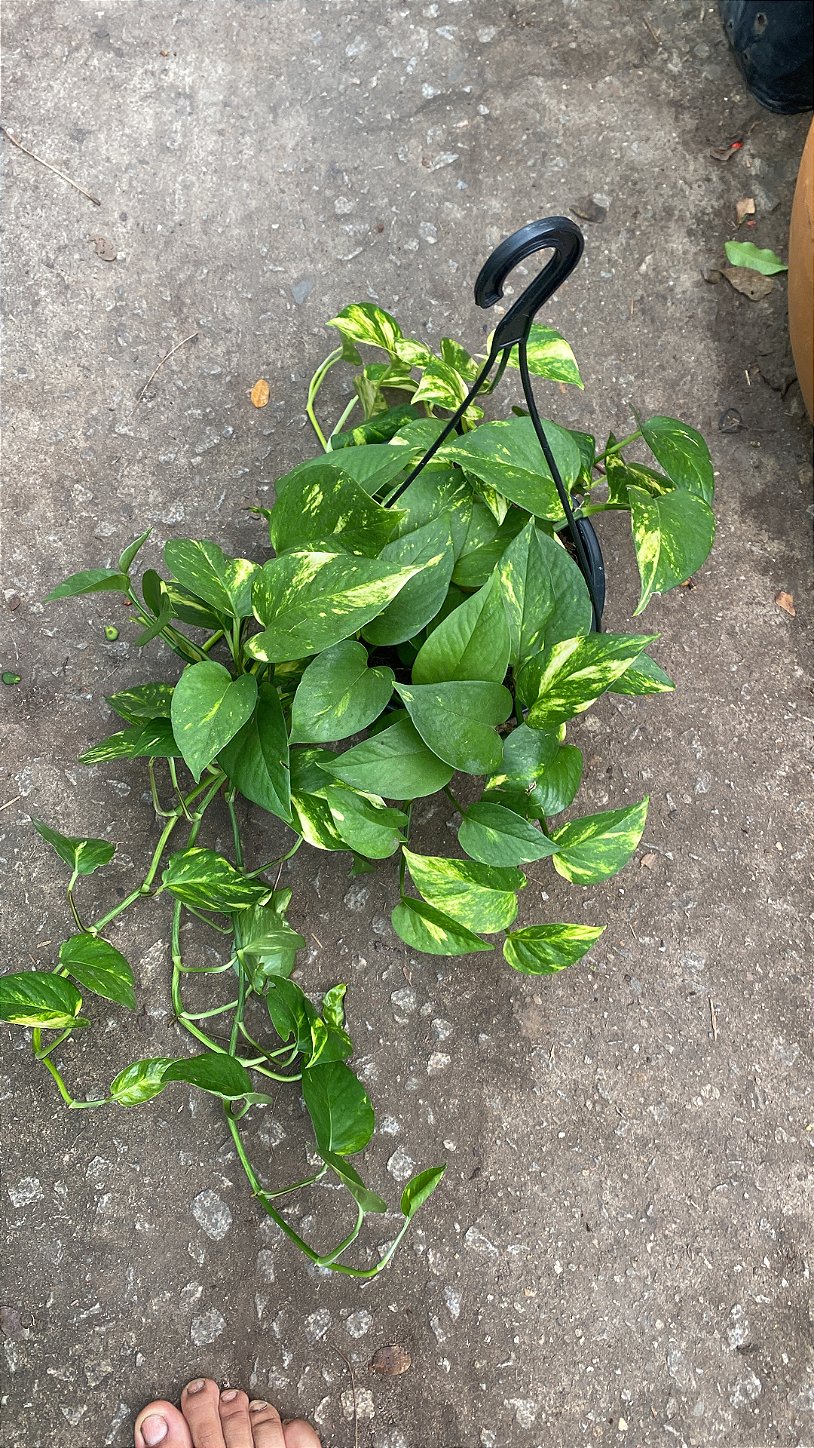 Cesta de Jiboia verde tradicional C21