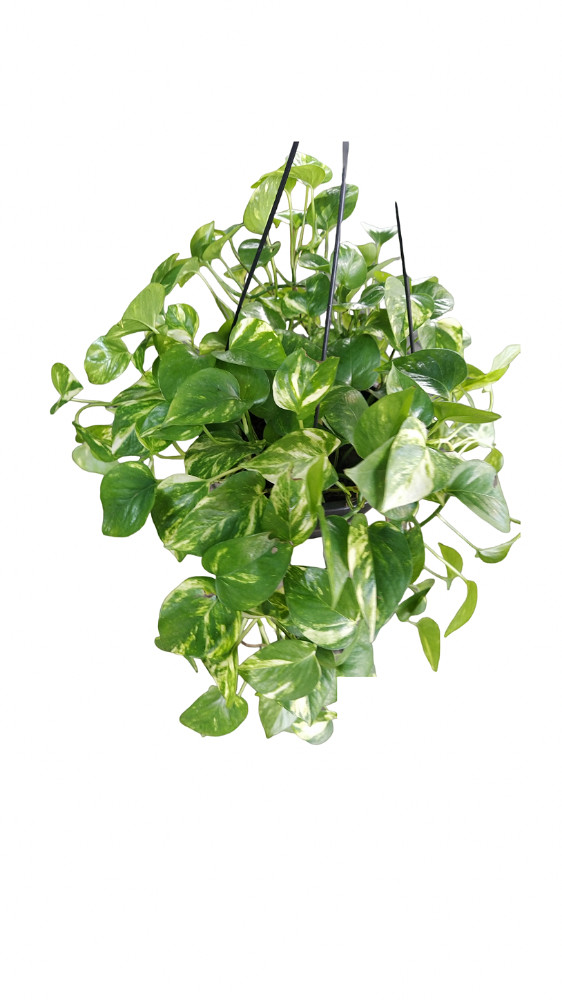 Cesta de Jiboia verde tradicional C21