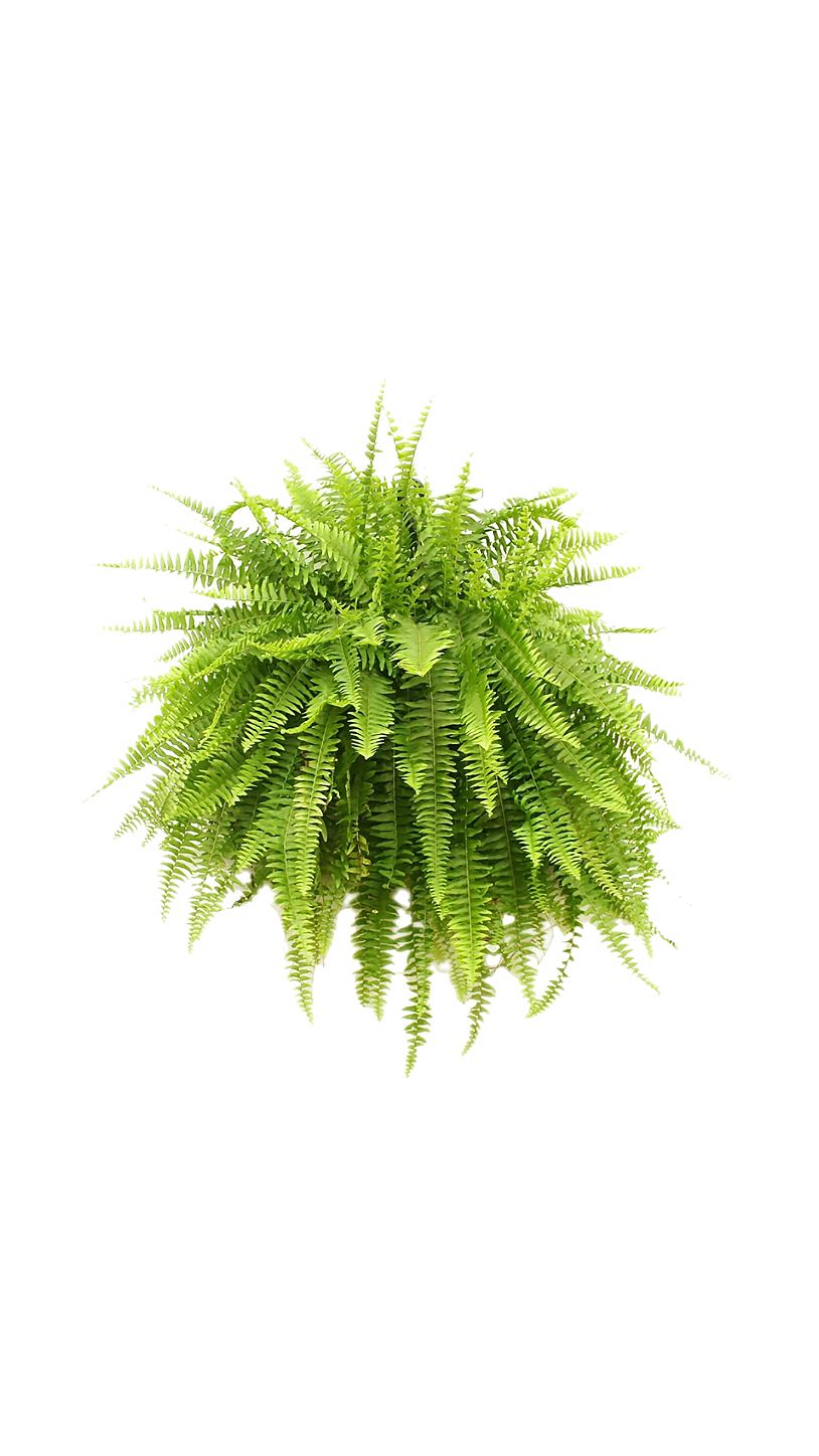 Samambaia americana
